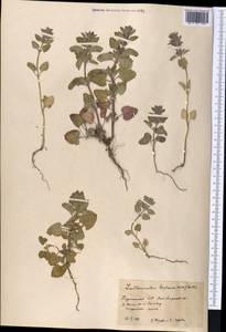 Lallemantia royleana (Benth.) Benth., Middle Asia, Kopet Dag, Badkhyz, Small & Great Balkhan (M1) (Turkmenistan)