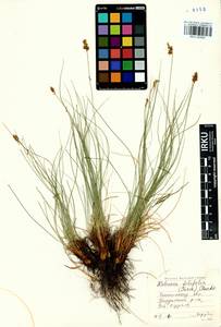 Carex macroprophylla (Y.C.Yang) S.R.Zhang, Siberia, Baikal & Transbaikal region (S4) (Russia)