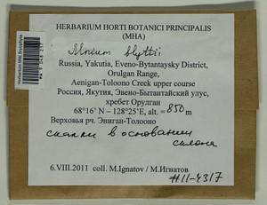Mnium blyttii Bruch & Schimp., Bryophytes, Bryophytes - Yakutia (B19) (Russia)