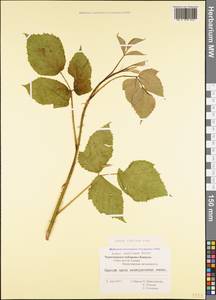 Rubus ibericus Juz., Caucasus, Black Sea Shore (from Novorossiysk to Adler) (K3) (Russia)