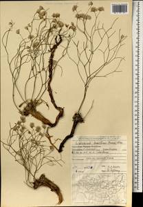 Limonium tenellum (Turcz.) Kuntze, Mongolia (MONG) (Mongolia)