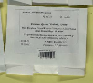 Cnestrum alpestre (Wahlenb.) Nyholm, Bryophytes, Bryophytes - Krasnoyarsk Krai, Tyva & Khakassia (B17) (Russia)