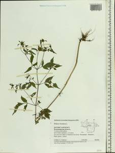 Bidens frondosa L., Eastern Europe, Central region (E4) (Russia)