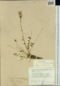 Oxytropis leucantha (Pall.)Bunge, Siberia, Yakutia (S5) (Russia)