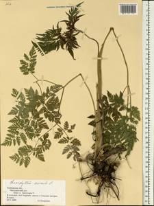 Chaerophyllum aureum L., Eastern Europe, Central forest-and-steppe region (E6) (Russia)