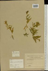 Silene procumbens Murray, Eastern Europe, Moscow region (E4a) (Russia)