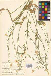 Rhamphospermum arvense (L.) Andrz. ex Besser, Eastern Europe, Central region (E4) (Russia)