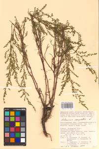 Artemisia campestris L., Eastern Europe, Lower Volga region (E9) (Russia)