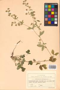 Potentilla norvegica L., Siberia, Russian Far East (S6) (Russia)