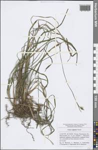 Carex vaginata Tausch, Eastern Europe, Middle Volga region (E8) (Russia)