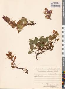 Dracocephalum stellerianum Hiltebr., Siberia, Chukotka & Kamchatka (S7) (Russia)