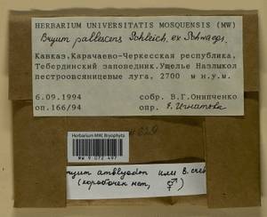 Ptychostomum inclinatum (Sw. ex Brid.) J.R. Spence, Bryophytes, Bryophytes - North Caucasus & Ciscaucasia (B12) (Russia)