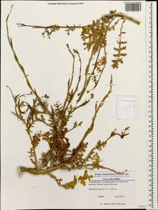 Eruca vesicaria subsp. sativa (Mill.) Thell., Caucasus, Azerbaijan (K6) (Azerbaijan)