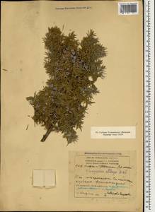 Juniperus communis var. saxatilis Pall., Caucasus, Armenia (K5) (Armenia)