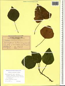 Hedera colchica (K. Koch) K. Koch, Caucasus, Black Sea Shore (from Novorossiysk to Adler) (K3) (Russia)