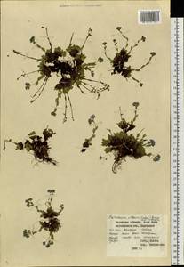 Eritrichium villosum (Ledeb.) Bunge, Siberia, Western Siberia (S1) (Russia)