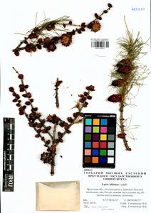 Larix sibirica Ledeb., Siberia, Baikal & Transbaikal region (S4) (Russia)