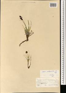 Carex melanantha C.A.Mey., Mongolia (MONG) (Mongolia)