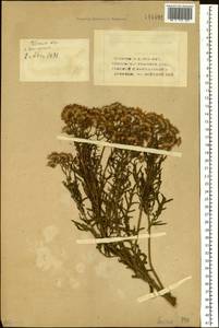 Jacobaea erucifolia subsp. erucifolia, Siberia, Western (Kazakhstan) Altai Mountains (S2a) (Kazakhstan)