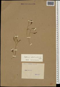 Asplenium septentrionale (L.) Hoffm., Caucasus (no precise locality) (K0)