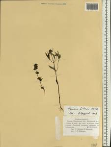 Origanum majorana L., Eastern Europe, Middle Volga region (E8) (Russia)