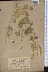 Atriplex flabellum Bunge ex Boiss., Middle Asia, Western Tian Shan & Karatau (M3) (Kazakhstan)