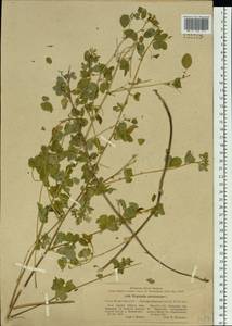 Medicago platycarpos (L.) Trautv., Siberia, Baikal & Transbaikal region (S4) (Russia)