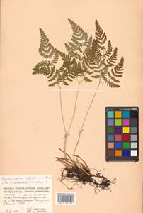 Gymnocarpium robertianum (Hoffm.) Newman, Siberia, Russian Far East (S6) (Russia)
