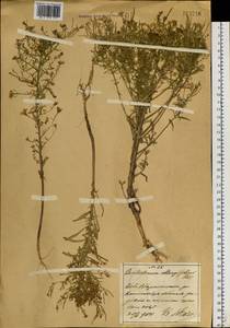 Dontostemon dentatus (Bunge) C. A. Mey. ex Ledeb., Siberia, Russian Far East (S6) (Russia)