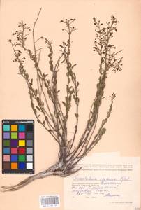 MHA 0 159 559, Scrophularia cretacea Fisch., Eastern Europe, Lower Volga region (E9) (Russia)