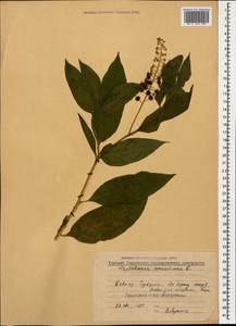 Phytolacca americana L., Caucasus, Abkhazia (K4a) (Abkhazia)