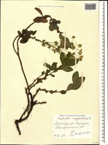 Euphorbia amygdaloides L., Caucasus, Azerbaijan (K6) (Azerbaijan)