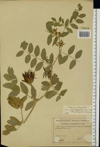 Astragalus glycyphyllos L., Eastern Europe, Lower Volga region (E9) (Russia)