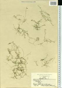 Utricularia minor L., Eastern Europe, Central region (E4) (Russia)