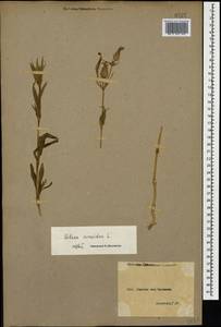 Silene conoidea L., Caucasus, Armenia (K5) (Armenia)