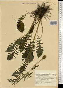 Klasea radiata subsp. radiata, Caucasus, Stavropol Krai, Karachay-Cherkessia & Kabardino-Balkaria (K1b) (Russia)