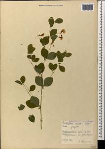 Lathyrus roseus Steven, Caucasus, Stavropol Krai, Karachay-Cherkessia & Kabardino-Balkaria (K1b) (Russia)
