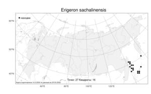 Erigeron sachalinensis Botsch., Atlas of the Russian Flora (FLORUS) (Russia)