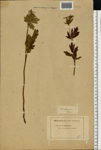 Thalictrum flavum L., Eastern Europe, North-Western region (E2) (Russia)