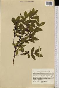 Lonicera caerulea subsp. caerulea, Siberia, Russian Far East (S6) (Russia)