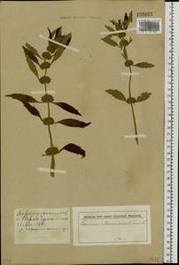 Chaiturus marrubiastrum (L.) Ehrh. ex Rchb., Siberia, Altai & Sayany Mountains (S2) (Russia)