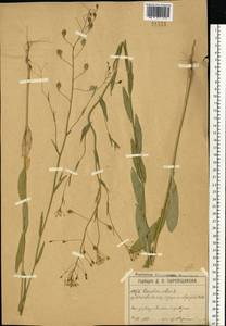 Camelina sativa (L.) Crantz, Eastern Europe, Moscow region (E4a) (Russia)