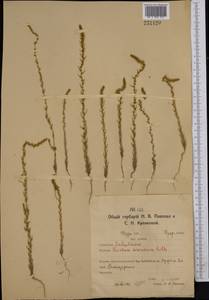 Bassia laniflora (S. G. Gmel.) A. J. Scott, Middle Asia, Northern & Central Kazakhstan (M10) (Kazakhstan)