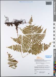 Diplazium sibiricum (Turcz. ex Kunze) Sa.Kurata, Siberia, Yakutia (S5) (Russia)