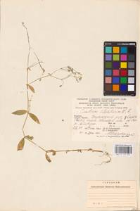Cerastium sylvaticum Waldst. & Kit., Eastern Europe, West Ukrainian region (E13) (Ukraine)