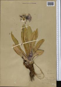 Primula nivalis subsp. turkestanica (Schmidt) Kovt., Middle Asia, Northern & Central Tian Shan (M4) (Kazakhstan)