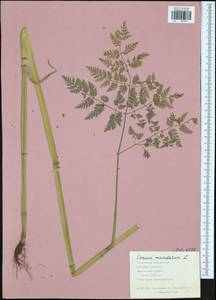 Conium maculatum L., Eastern Europe, Central region (E4) (Russia)