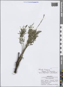 Palimbia turgaica Lipsky, Eastern Europe, Middle Volga region (E8) (Russia)