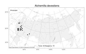 Alchemilla devestiens Juz., Atlas of the Russian Flora (FLORUS) (Russia)