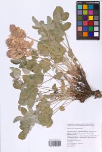 Hedysarum grandiflorum Pall., Eastern Europe, Eastern region (E10) (Russia)